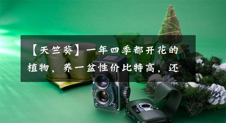 【天竺葵】一年四季都开花的植物，养一盆性价比特高，还好养