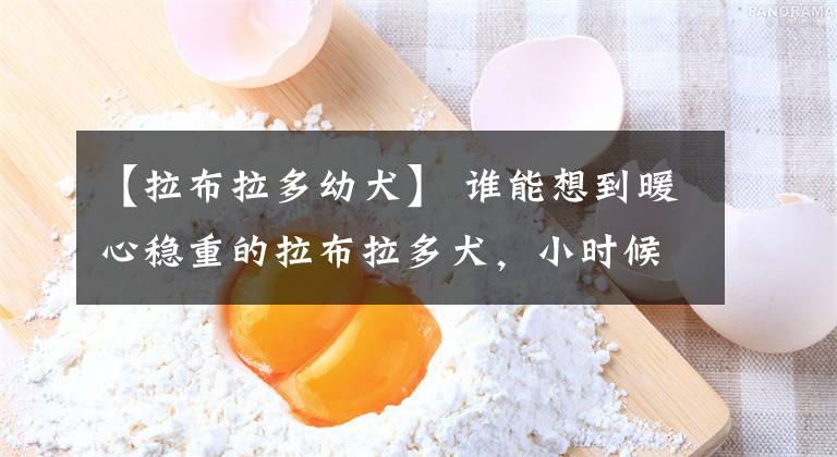 【拉布拉多幼犬】 谁能想到暖心稳重的拉布拉多犬，小时候简直皮的不要不要的