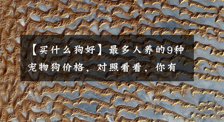 【买什么狗好】最多人养的9种宠物狗价格，对照看看，你有买贵吗？