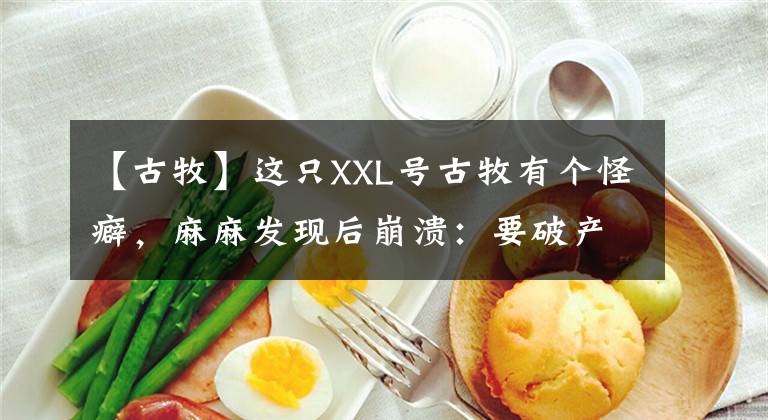 【古牧】这只XXL号古牧有个怪癖，麻麻发现后崩溃：要破产啦
