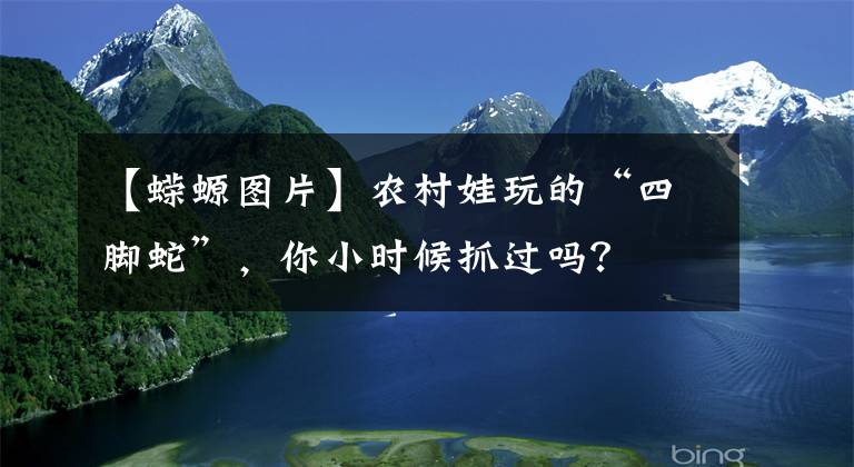 【蝾螈图片】农村娃玩的“四脚蛇”，你小时候抓过吗？