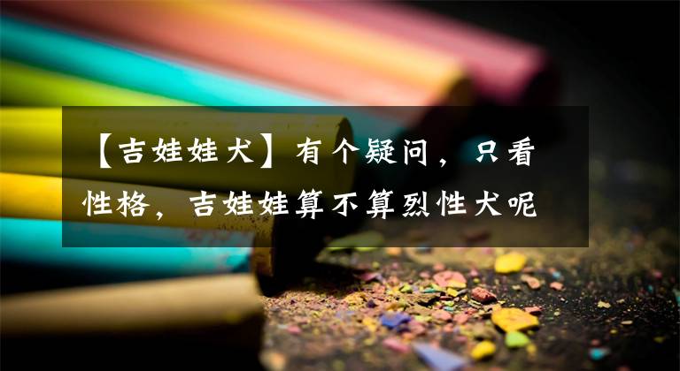 【吉娃娃犬】有个疑问，只看性格，吉娃娃算不算烈性犬呢