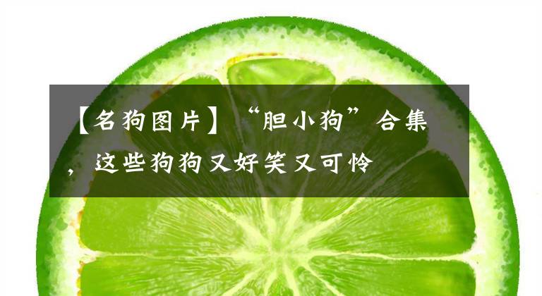 【名狗图片】“胆小狗”合集，这些狗狗又好笑又可怜