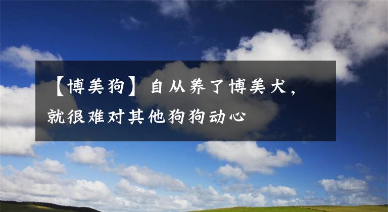 【博美狗】自从养了博美犬，就很难对其他狗狗动心