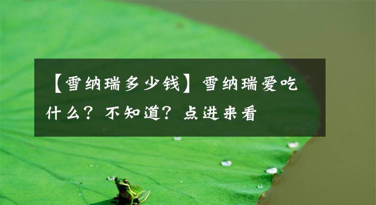 【雪纳瑞多少钱】雪纳瑞爱吃什么？不知道？点进来看