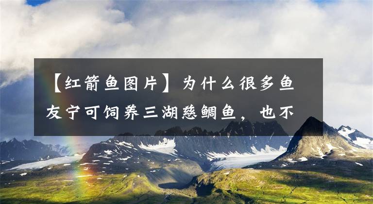 【红箭鱼图片】为什么很多鱼友宁可饲养三湖慈鲷鱼，也不会去饲养金波子？