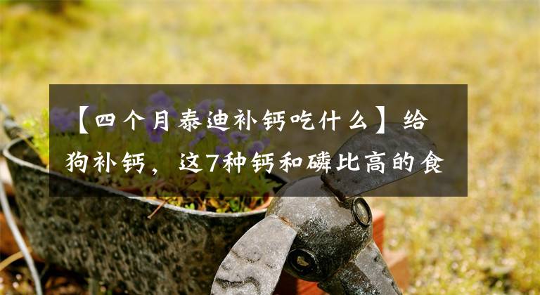 【四个月泰迪补钙吃什么】给狗补钙，这7种钙和磷比高的食物更好，都是常见的食物
