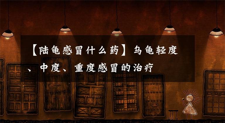 【陆龟感冒什么药】乌龟轻度、中度、重度感冒的治疗