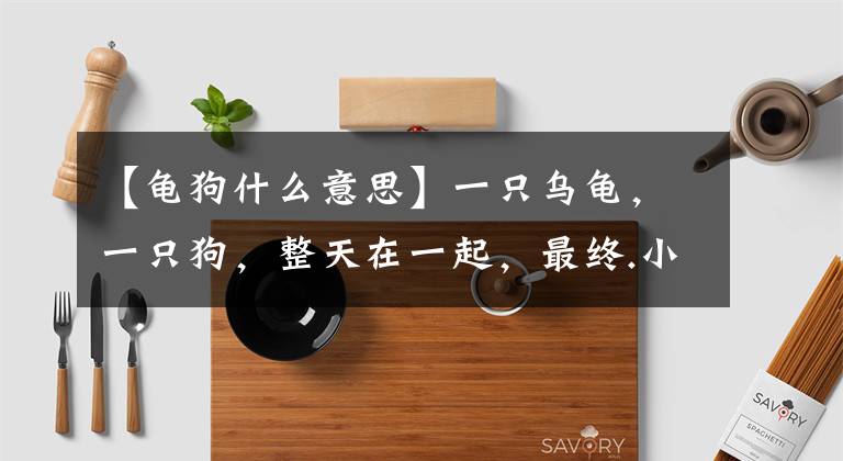 【龟狗什么意思】一只乌龟，一只狗，整天在一起，最终.小狗被乌龟弄坏了。