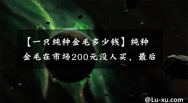 【一只纯种金毛多少钱】纯种金毛在市场200元没人买，最后给钱就卖，发到网上却抢疯了！