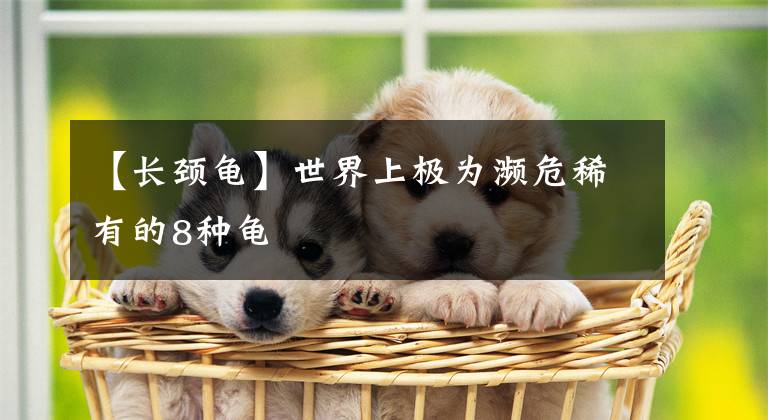 【长颈龟】世界上极为濒危稀有的8种龟
