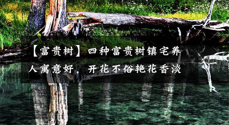 【富贵树】四种富贵树镇宅养人寓意好，开花不俗艳花香淡雅，有院子别错过