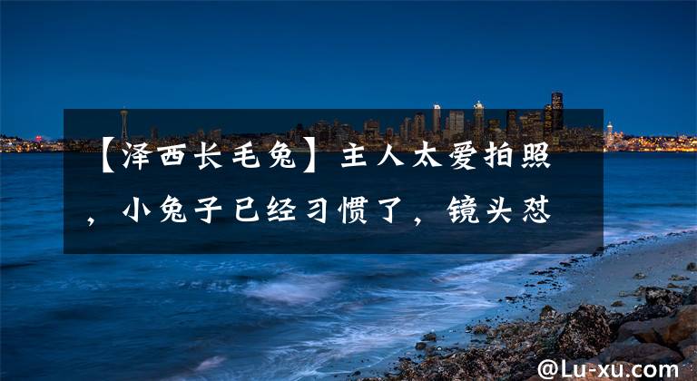 【泽西长毛兔】主人太爱拍照，小兔子已经习惯了，镜头怼到眼前都不躲开
