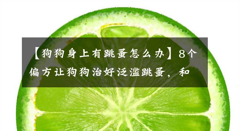 【狗狗身上有跳蚤怎么办】8个偏方让狗狗治好泛滥跳蚤，和跳蚤说拜拜！