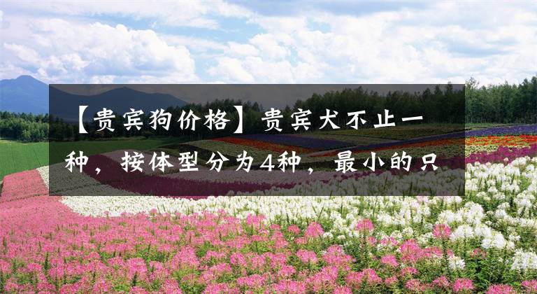 【贵宾狗价格】贵宾犬不止一种，按体型分为4种，最小的只有杯子大