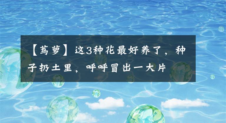 【茑萝】这3种花最好养了，种子扔土里，呼呼冒出一大片