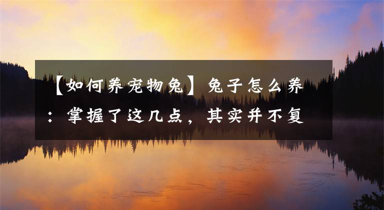 【如何养宠物兔】兔子怎么养：掌握了这几点，其实并不复杂
