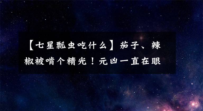 【七星瓢虫吃什么】茄子、辣椒被啃个精光！元凶一直在眼皮下，农户却说它是益虫！