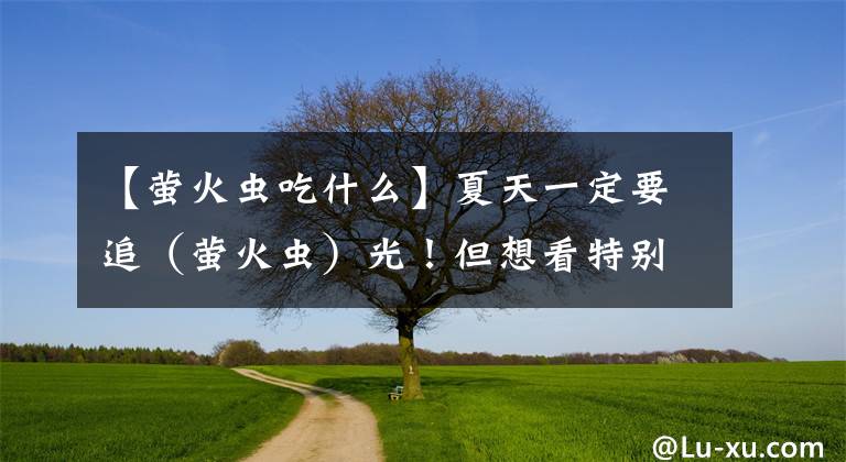 【萤火虫吃什么】夏天一定要追（萤火虫）光！但想看特别震撼的应该去哪里？