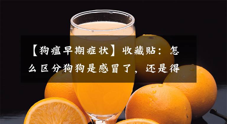 【狗瘟早期症状】收藏贴：怎么区分狗狗是感冒了，还是得了犬瘟细小？