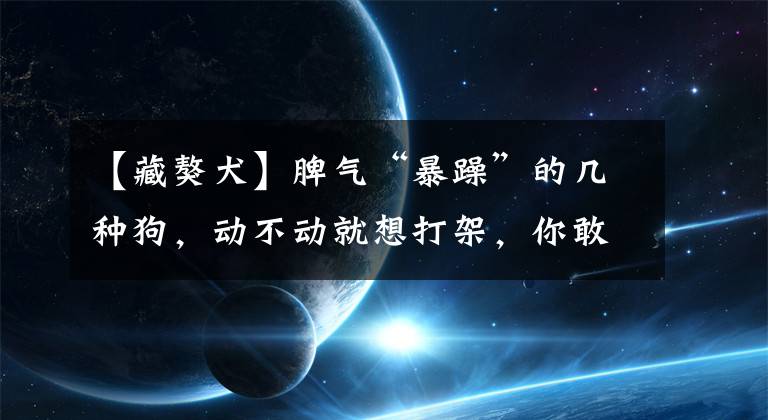 【藏獒犬】脾气“暴躁”的几种狗，动不动就想打架，你敢养吗？