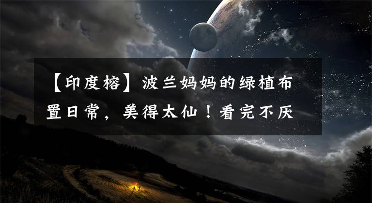 【印度榕】波兰妈妈的绿植布置日常，美得太仙！看完不厌世了，分分钟都治愈