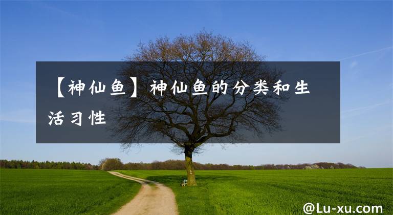 【神仙鱼】神仙鱼的分类和生活习性