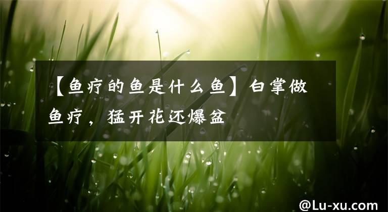 【鱼疗的鱼是什么鱼】白掌做鱼疗，猛开花还爆盆