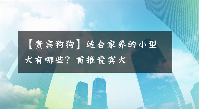 【贵宾狗狗】适合家养的小型犬有哪些？首推贵宾犬