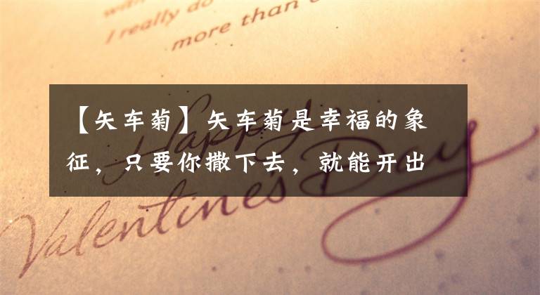 【矢车菊】矢车菊是幸福的象征，只要你撒下去，就能开出五颜六色的花海