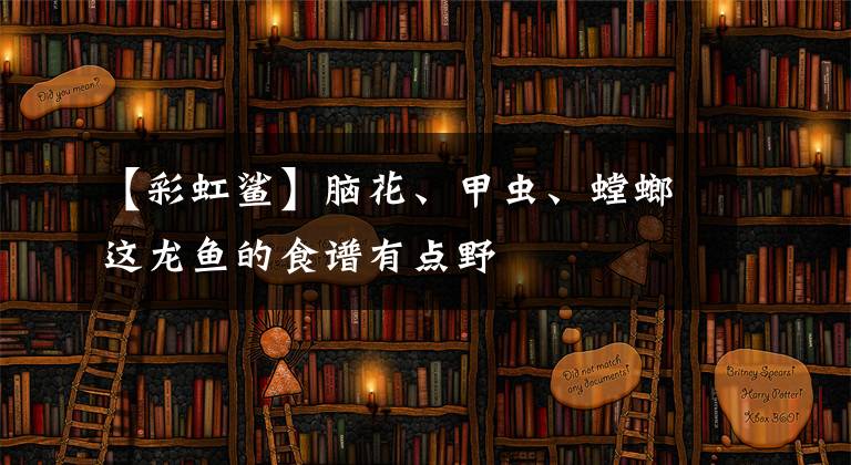 【彩虹鲨】脑花、甲虫、螳螂这龙鱼的食谱有点野