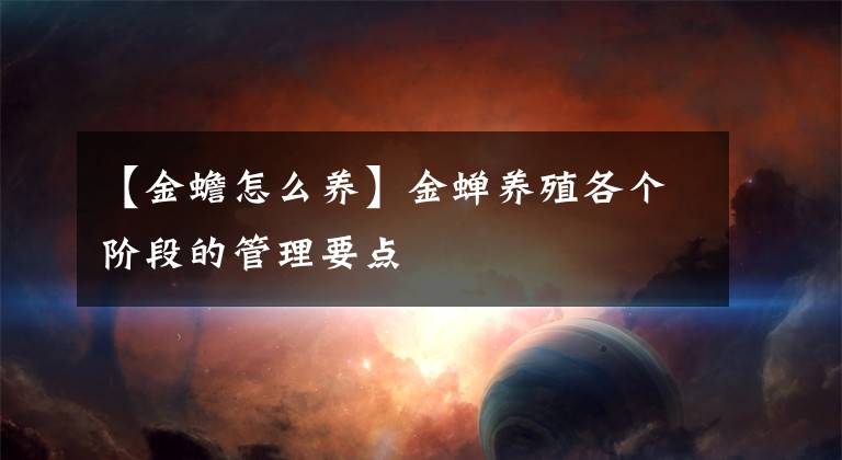 【金蟾怎么养】金蝉养殖各个阶段的管理要点