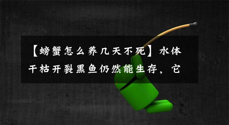 【螃蟹怎么养几天不死】水体干枯开裂黑鱼仍然能生存，它是怎么活下来的？