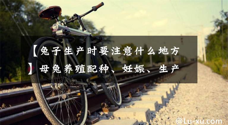 【兔子生产时要注意什么地方】母兔养殖配种、妊娠、生产期的专业管理技术