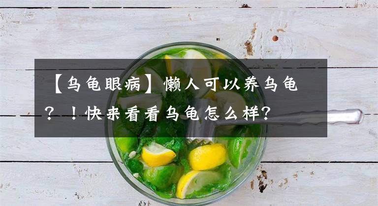 【乌龟眼病】懒人可以养乌龟？！快来看看乌龟怎么样？