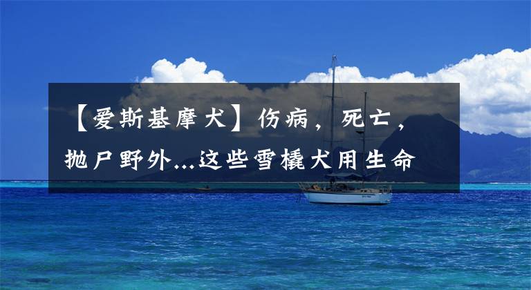 【爱斯基摩犬】伤病，死亡，抛尸野外...这些雪橇犬用生命换来人类的冠军