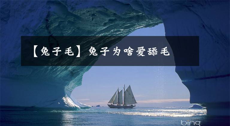 【兔子毛】兔子为啥爱舔毛