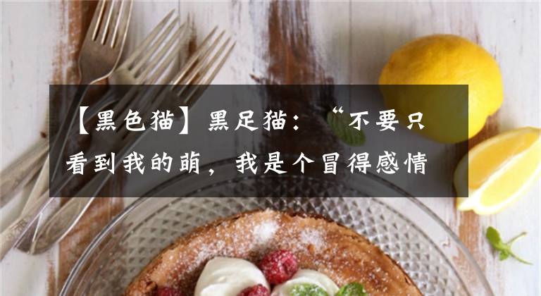 【黑色猫】黑足猫：“不要只看到我的萌，我是个冒得感情的杀手！”