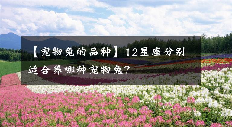 【宠物兔的品种】12星座分别适合养哪种宠物兔？