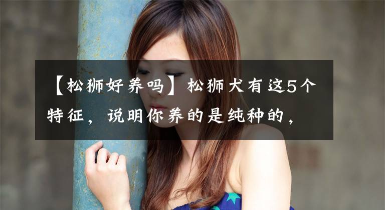 【松狮好养吗】松狮犬有这5个特征，说明你养的是纯种的，你家的占了几个？