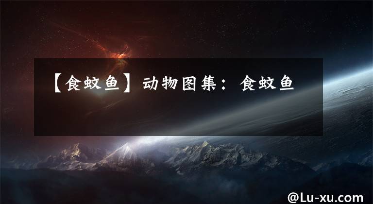 【食蚊鱼】动物图集：食蚊鱼