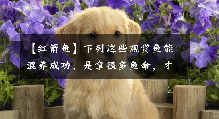 【红箭鱼】下列这些观赏鱼能混养成功，是拿很多鱼命，才能买来的效果