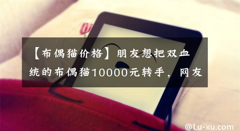 【布偶猫价格】朋友想把双血统的布偶猫10000元转手，网友：1000块不能多了