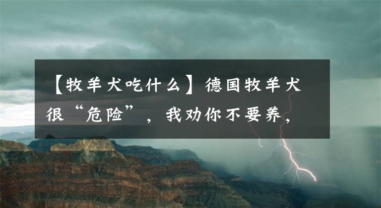 【牧羊犬吃什么】德国牧羊犬很“危险”，我劝你不要养，都是过来人“血的教训”