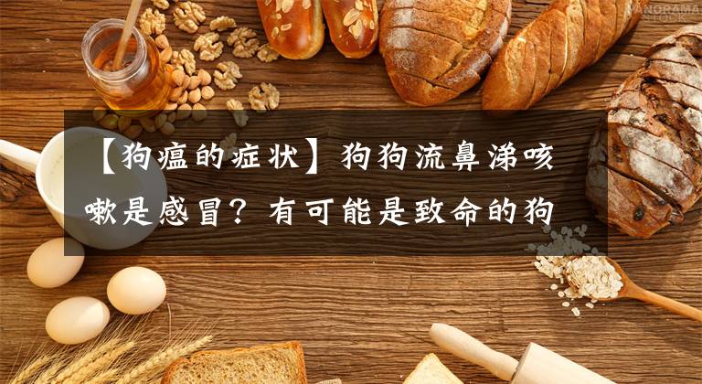 【狗瘟的症状】狗狗流鼻涕咳嗽是感冒？有可能是致命的狗瘟！如何区分感冒与狗瘟