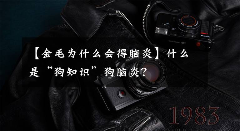 【金毛为什么会得脑炎】什么是“狗知识”狗脑炎？