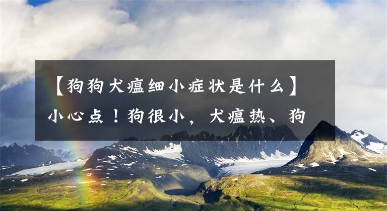 【狗狗犬瘟细小症状是什么】小心点！狗很小，犬瘟热、狗面相的差异在这里，不要傻傻地区分！