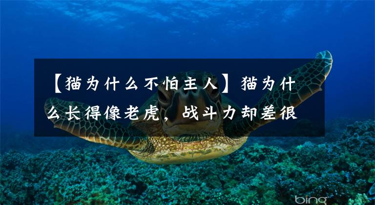 【猫为什么不怕主人】猫为什么长得像老虎，战斗力却差很多