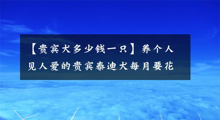 【贵宾犬多少钱一只】养个人见人爱的贵宾泰迪犬每月要花多少钱