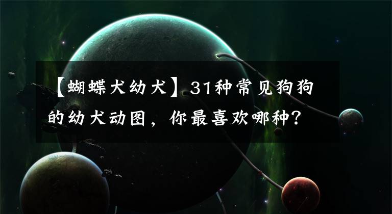 【蝴蝶犬幼犬】31种常见狗狗的幼犬动图，你最喜欢哪种？最后一种是大热门